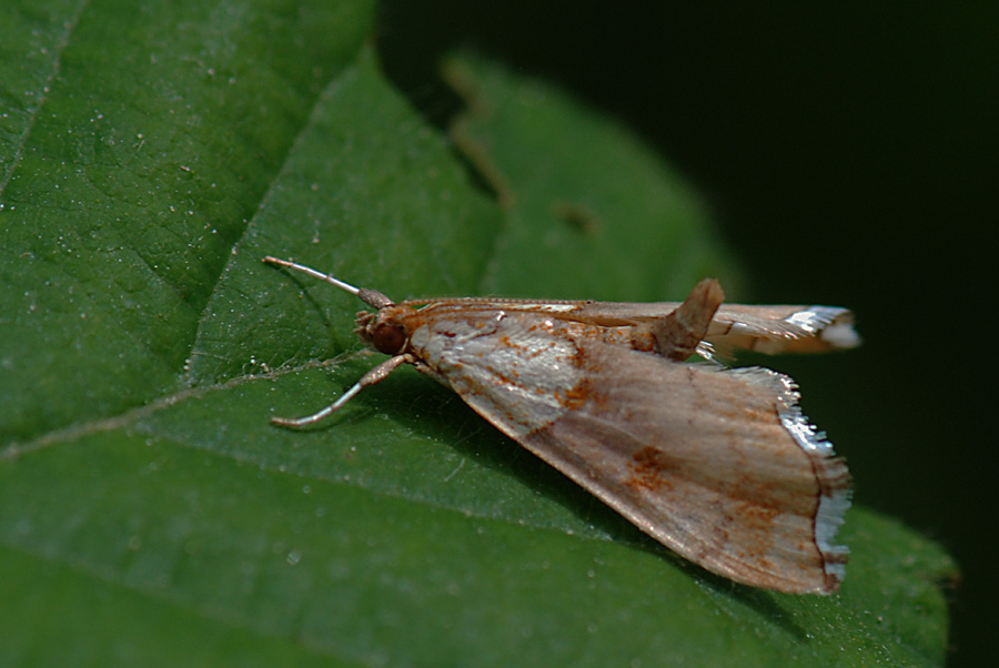 Falena maleducata - Agrotera nemoralis? - S